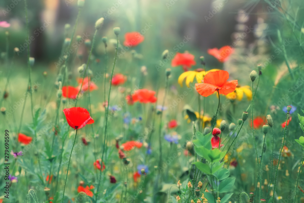 Obraz premium Colorful floral background. Red poppies, yellow daisies on a background of green grass in the sunlight, meadow.