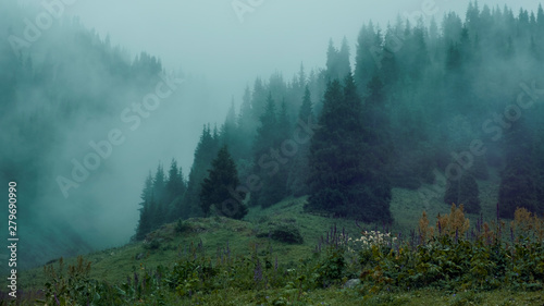 Mystical Spruce mountain Forest on the hillside covered with thick morning fog