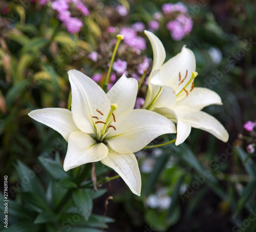 White Lily flowers on green leaves background. Selective focus. Agriculture Landscaping greening of cities.