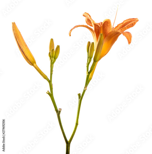 ORANGE FLOWERS OF THE LILEYNIK ON ISOLATED WHITE BACKGROUND. BUDONS OF FLOWER LILY ISOLATES LILIES ISOLATES