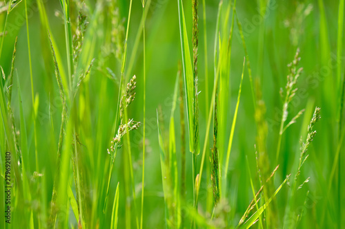 the green blur background from a grass on a meadow