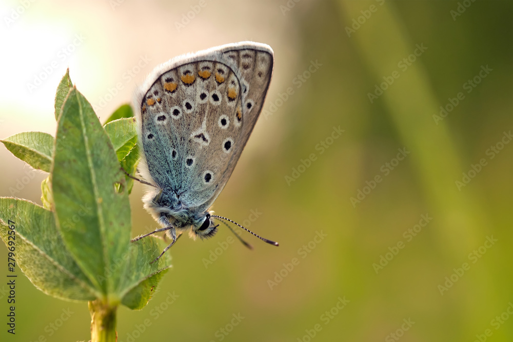butterfly on a flower in the glow of the setting sun. Blurred background. butterfly on a flower in the glow of the setting sun. Blurred background.