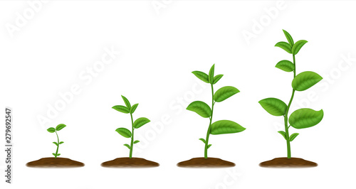 Realistic sprouts. Green plant stages of growth, agricultural plant seedling in ground. Vector illustration sketch young agriculture green been grow from the soil spring