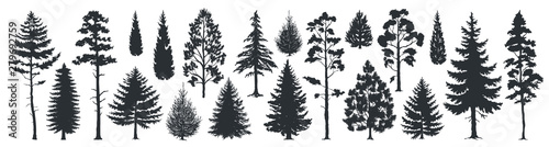 Pine tree silhouettes. Evergreen forest firs and spruces black shapes, wild nature trees templates. Vector illustration woodland trees set on white background photo