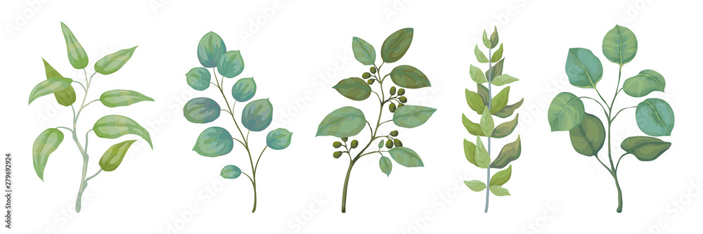 Eucalyptus plants. Rustic foliage branches and leaves for wedding invitation cards, decorative herbs collection. Vector botanical set trendy nature watercolour greenery leafs