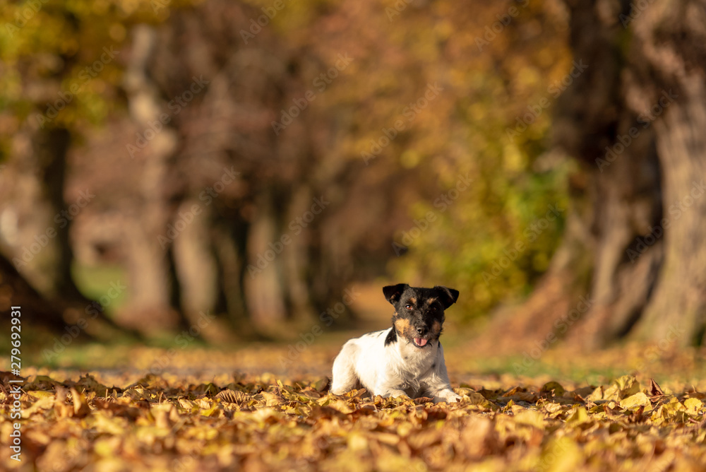 Jack Russell Terrier hound. Young cute dog is lying a tree avenue in the woods Jack Russell Terrier hound. Young cute dog is lying a tree avenue in the woods