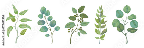 Eucalyptus plants. Rustic foliage branches and leaves for wedding invitation cards, decorative herbs collection. Vector botanical set trendy nature watercolour greenery leafs