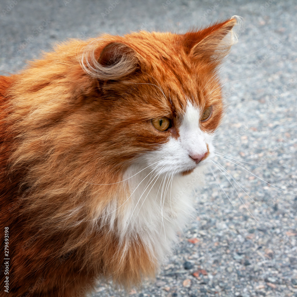 Fototapeta premium Norwegische Waldkatze