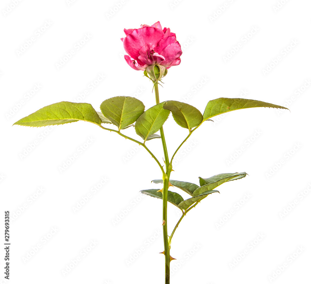 rose flower on isolated white background. Pink rose bud isolate