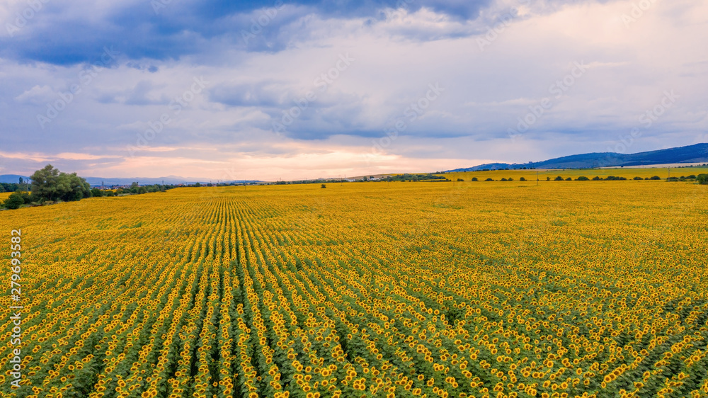 Aerial view of sunflower field at sunset.