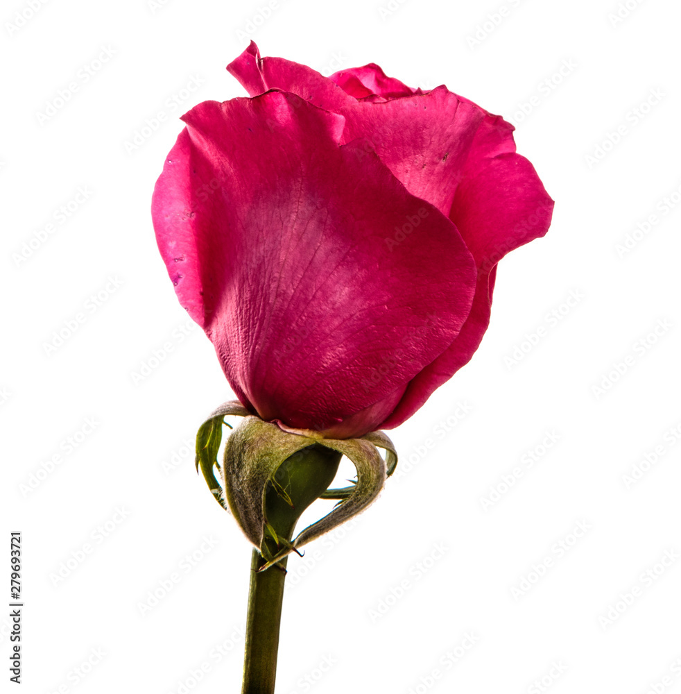 Fototapeta premium rose flower on isolated white background. Pink rose bud isolate