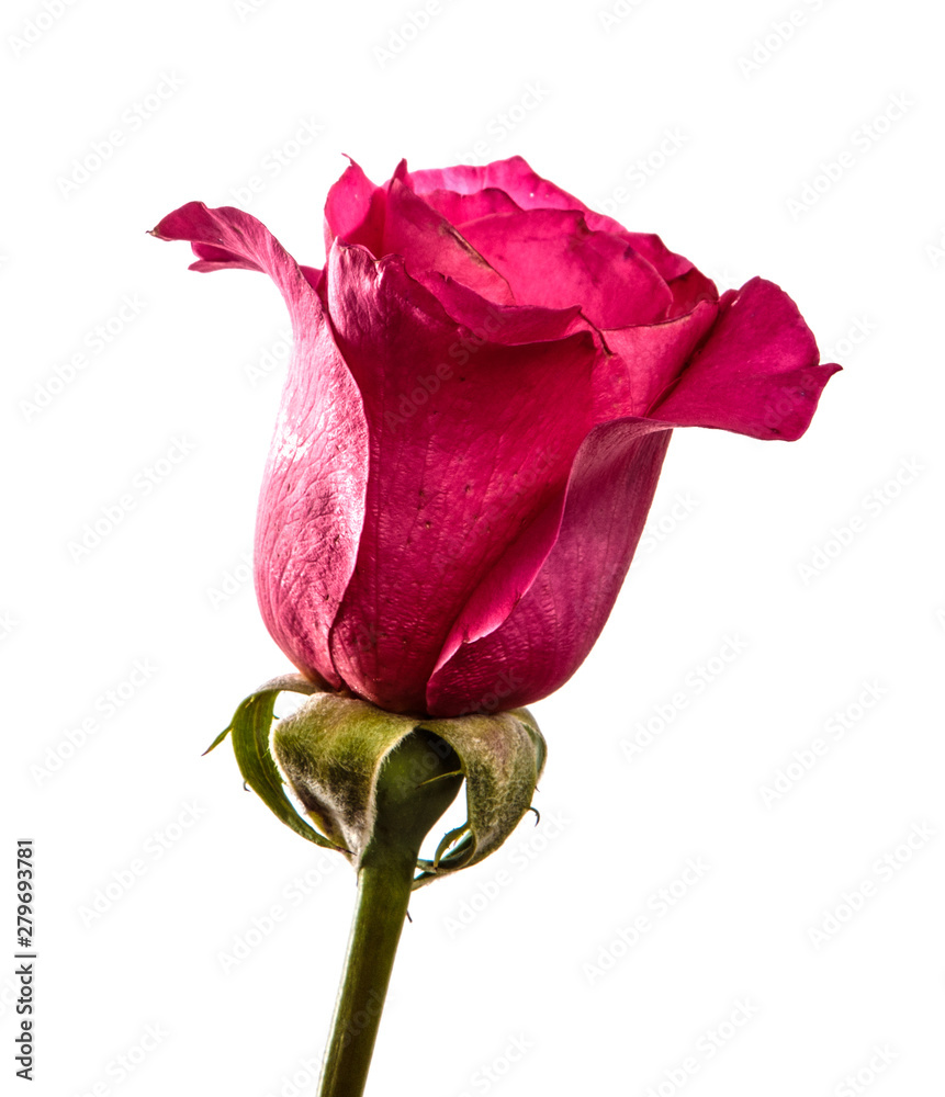 Fototapeta premium rose flower on isolated white background. Pink rose bud isolate