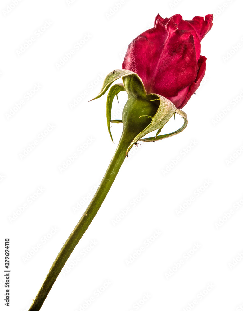 rose flower on isolated white background. Pink rose bud isolate rose flower on isolated white background. Pink rose bud isolate