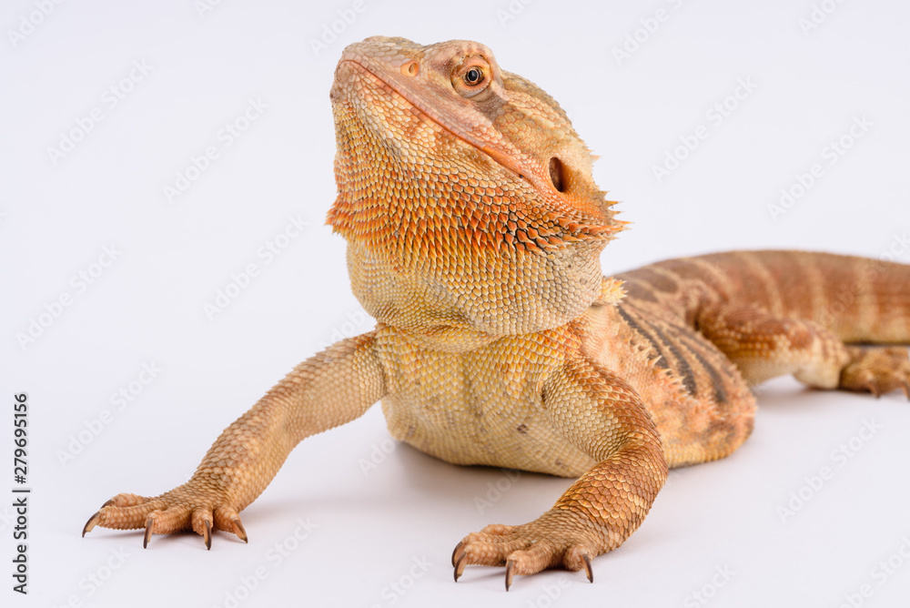 Bearded Dragon
