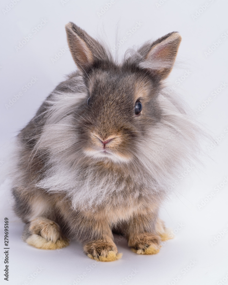Lionhead Rabbit