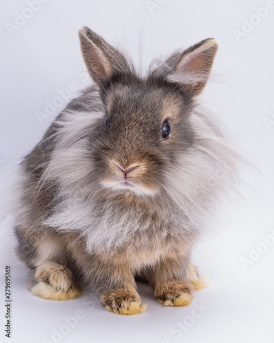 Obraz na płótnie Lionhead Rabbit w salonie