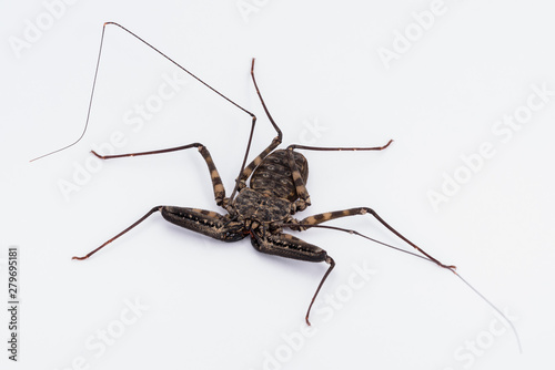 Tanzanian Tailless Whipscorpion (Cave Spider)