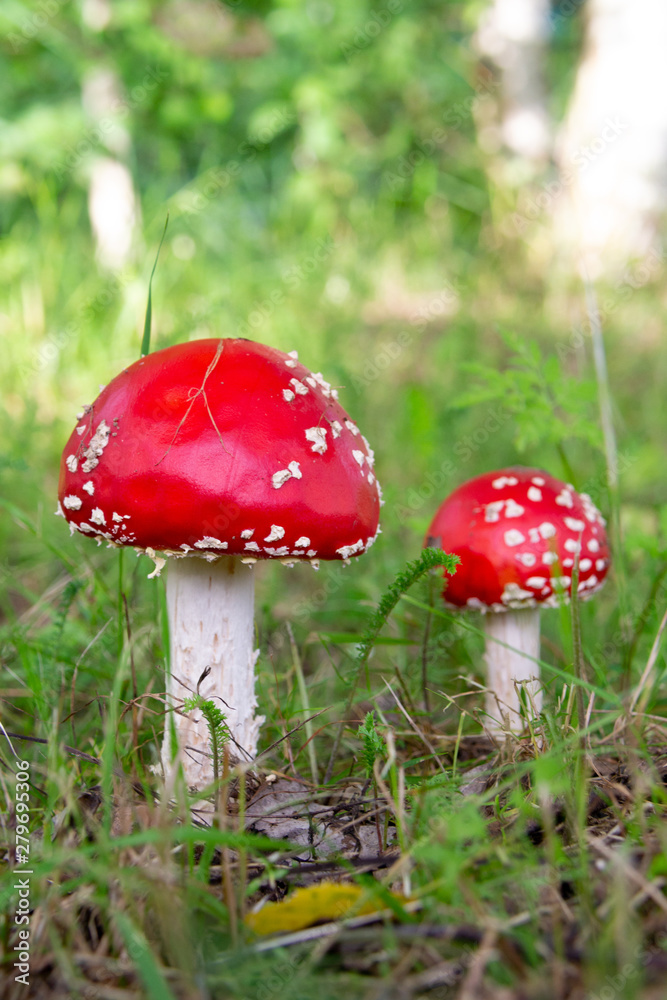 Two fly agaric wild mushrooms bright red with white dots in a forest Two fly agaric wild mushrooms bright red with white dots in a forest