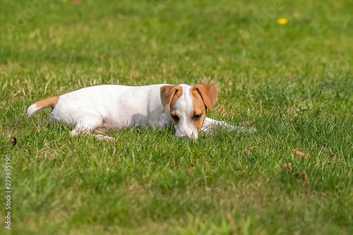Three-month Puppy breed Jack Russell Terrier walking on the lawn. Dog breeding. Pets and care.