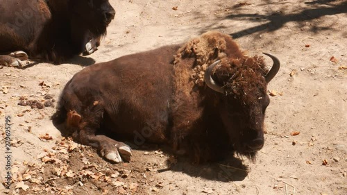 American buffalo known as bison (Bos bison) at a zoo photo