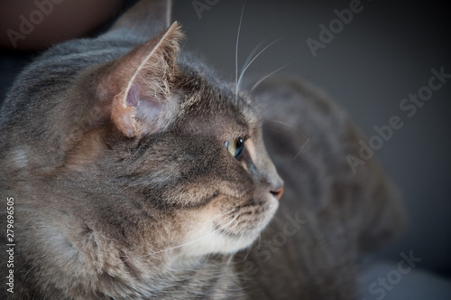 Profile portrait of a lying tabby cat