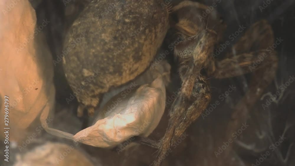 Wolfspider preparing the egg sac 1161 8