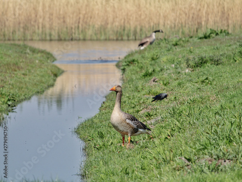 duck on grass starring in the distance
