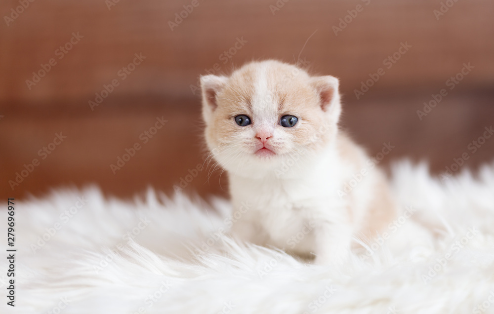 Britisch Kurzhaar Kitten in creme-white - sehr süß