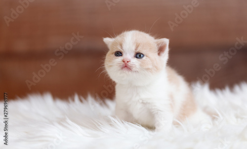 Britisch Kurzhaar Kitten in creme-white - sehr süß