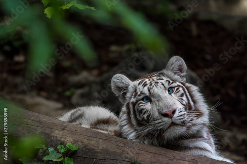 white tiger © Luk