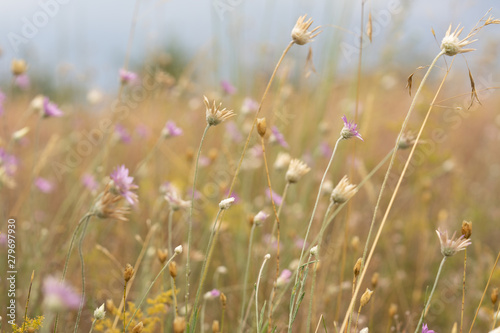 Steppe wildflowers. Selective focus. Early morning. Flowers photo