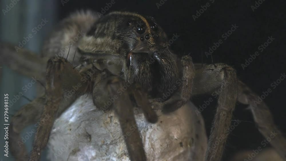 Wolfspider opening egg sac 1161 13