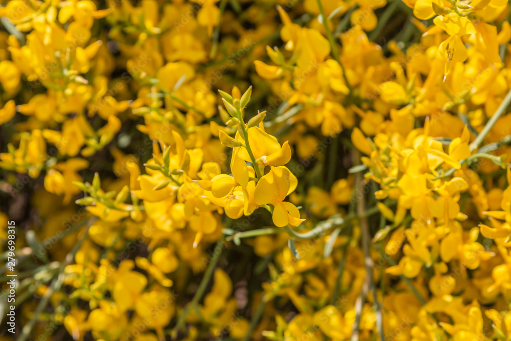 Yellow Spanish Broom (Spartium junceum), mediterranean region in France,on blue sky background Yellow Spanish Broom (Spartium junceum), mediterranean region in France,on blue sky background