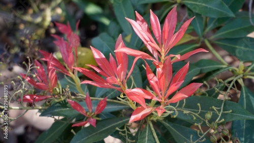 Pieris Foribunda Forest Flame closeup 1