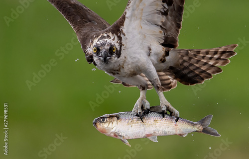 Osprey with a fish