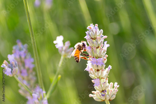 Bees and flowers on meadow in Bologna, Italy with a summer time atmosphere