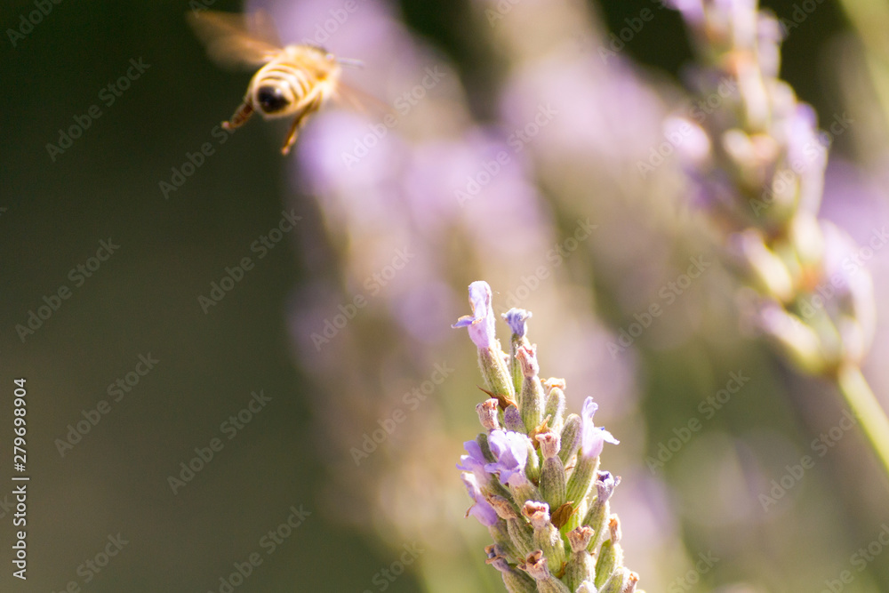 Bees and flowers on meadow in Bologna, Italy with a summer time atmosphere Bees and flowers on meadow in Bologna, Italy with a summer time atmosphere