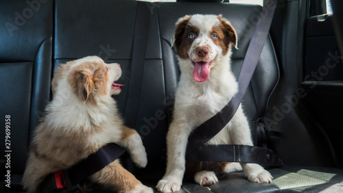 Photography A couple of funny puppies travel in the car, wearing a seat belt