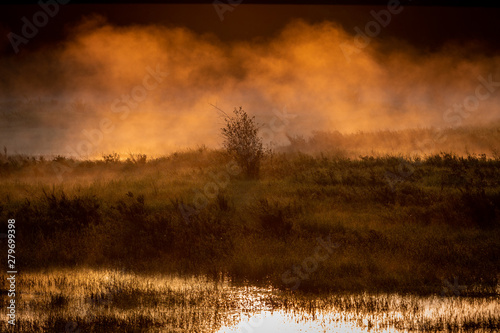 Mist surrounds tree in middle of marshland during sunrise © eacmich