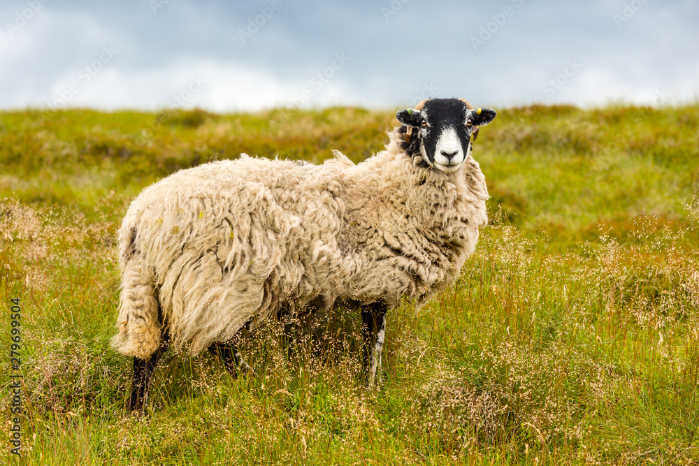 Swaledale Ewe, facing forward, stood in lush summer meadow. Swaledale sheep are a hardy breed and native to this area of North Yorkshire, England, UK. Landscape, Horizontal. Space for copy. Swaledale Ewe, facing forward, stood in lush summer meadow. Swaledale sheep are a hardy breed and native to this area of North Yorkshire, England, UK. Landscape, Horizontal. Space for copy.