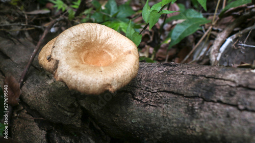 A mushroom in wood