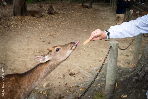 Feeding a deer with their tongue sticking out.