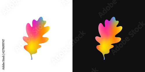 Autumn leaf. Bright oak leaf on white and black background
