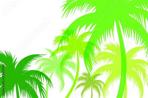 an image among the palm trees