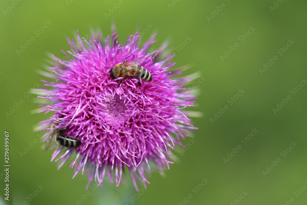 Distel mit Bienen Distel mit Bienen