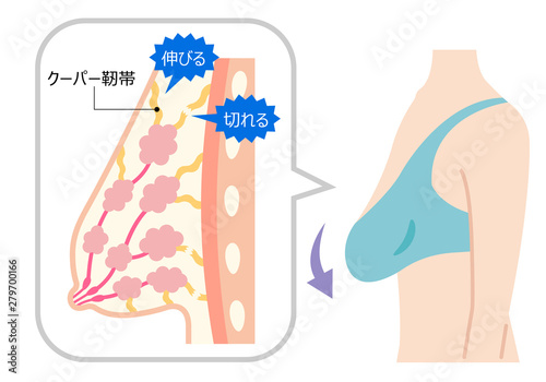 垂れたバスト　断面図と女性の体