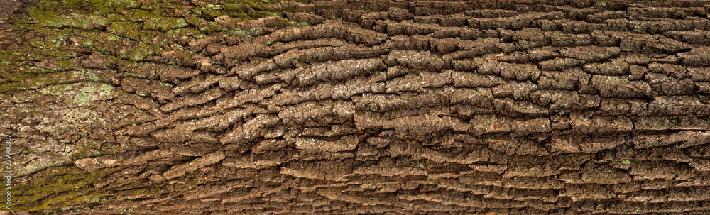 Relief texture of the brown bark of a tree with green moss on it. Horizontal photo of a tree bark texture. Relief creative texture of an old oak bark. Relief texture of the brown bark of a tree with green moss on it. Horizontal photo of a tree bark texture. Relief creative texture of an old oak bark.