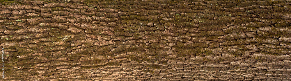 Relief texture of the brown bark of a tree with green moss on it. Horizontal photo of a tree bark texture. Relief creative texture of an old oak bark. Relief texture of the brown bark of a tree with green moss on it. Horizontal photo of a tree bark texture. Relief creative texture of an old oak bark.