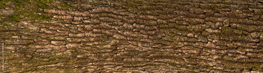 Relief texture of the brown bark of a tree with green moss on it. Horizontal photo of a tree bark texture. Relief creative texture of an old oak bark. Relief texture of the brown bark of a tree with green moss on it. Horizontal photo of a tree bark texture. Relief creative texture of an old oak bark.