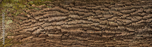 Relief texture of the brown bark of a tree with green moss on it. Horizontal photo of a tree bark texture. Relief creative texture of an old oak bark.